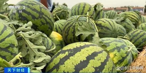 吃瓜视频大全高清 今日吃瓜热门大瓜每日更新51,吃瓜视频大全，热门大瓜盘点，51期精彩更新