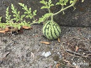 朝阳吃瓜群众一枚 网红大瓜排行 吃瓜爆料,朝阳吃瓜群众独家爆料